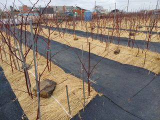 최정윤님의 딸기 · 영농일지 작성글 사진