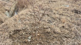 초보농부님의 복숭아 · 영농일지 작성글 사진