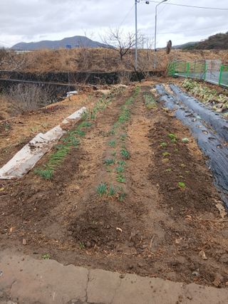 최영묵님의 파 · 영농일지 작성글 사진