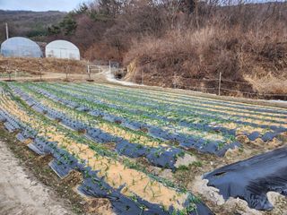 주말농장님의 마늘 · 영농일지 작성글 사진