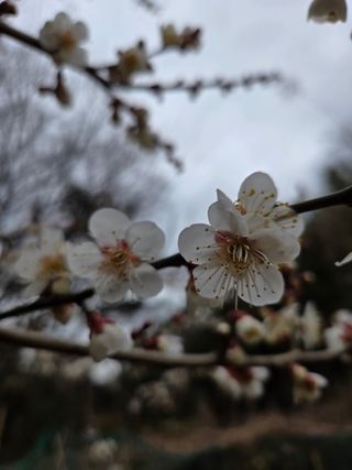 한병훈님의 마늘 · 영농일지 작성글 사진