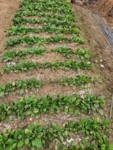 팜모닝 양파·영농일지 게시글 이미지