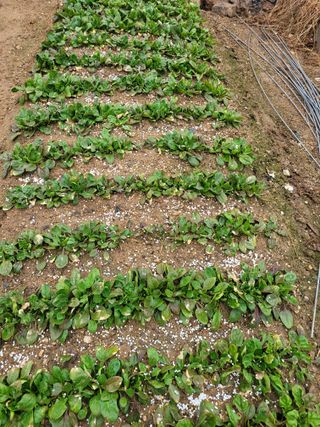 알렉산더님의 양파 · 영농일지 작성글 사진