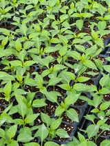 팜모닝 고추·영농일지 게시글 이미지