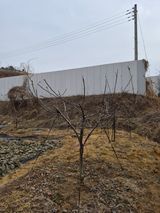 팜모닝 사과·영농일지 게시글 이미지