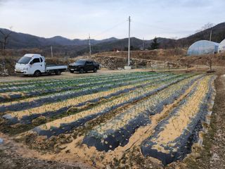 주말농장님의 마늘 · 영농일지 작성글 사진