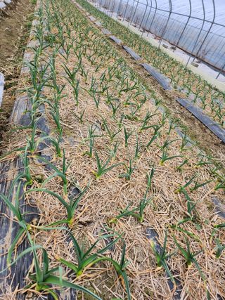 쫀쫀이할머니님의 마늘 · 영농일지 작성글 사진