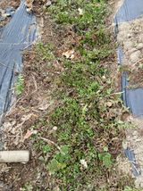 팜모닝 기타작물·영농일지 게시글 이미지