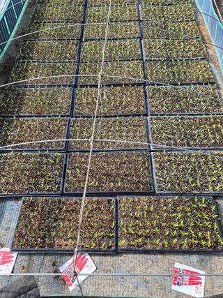 남기탁 님의 고추 · 영농일지 작성글 사진