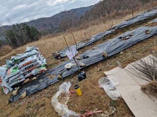 텃밭농사초보님의 고구마 · 영농일지 작성글 사진