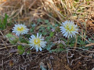 한병훈님의 마늘 · 영농일지 작성글 사진