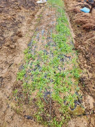 최상길 님의 마늘 · 영농일지 작성글 사진