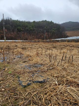 드라곤해드님의 참깨 · 영농일지 작성글 사진