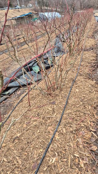김기자(흰구름농원)님의 블루베리 · 영농일지 작성글 사진