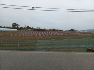 박린님의 고추 · 영농일지 작성글 사진