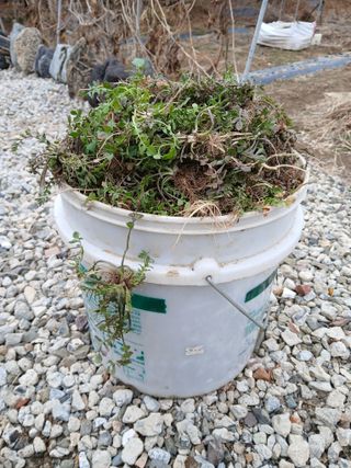 이갑덕님의 기타작물 · 영농일지 작성글 사진