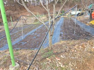 장흥식님의 파 · 영농일지 작성글 사진