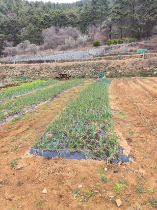 이영철님의 기타작물 · 영농일지 작성글 사진