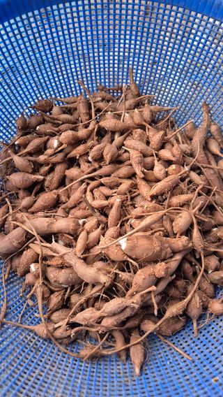 자작나무님의 감자 · 영농일지 작성글 사진