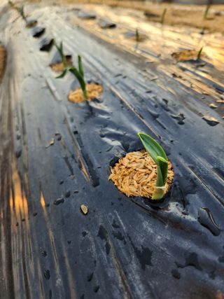 이창우님의 마늘 · 영농일지 작성글 사진