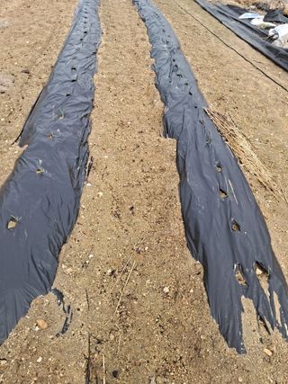 전희분님의 마늘 · 영농일지 작성글 사진