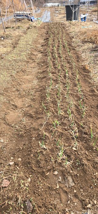 돌복숭아님의 기타작물 · 영농일지 작성글 사진