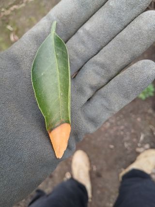 라이온3241님의 귤 · 영농일지 작성글 사진