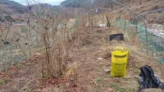 김동명님의 블루베리 · 영농일지 작성글 사진