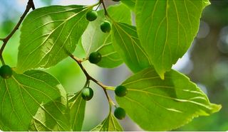 (팽나무*공주)님의 기타작물 · 영농일지 작성글 사진