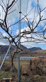 팜모닝 복숭아·영농일지 게시글 이미지