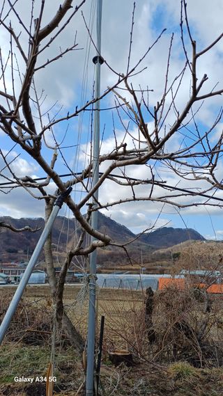 박원용님의 복숭아 · 영농일지 작성글 사진