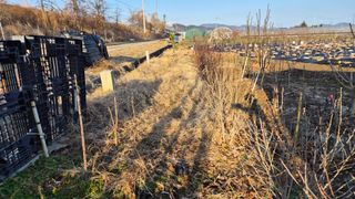 늘푸른 농장주님의 기타작물 · 영농일지 작성글 사진