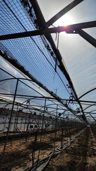 김동원님의 포도 · 영농일지 작성글 사진