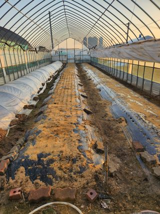 이창우님의 마늘 · 영농일지 작성글 사진