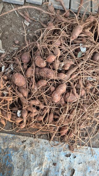 자작나무님의 감자 · 영농일지 작성글 사진