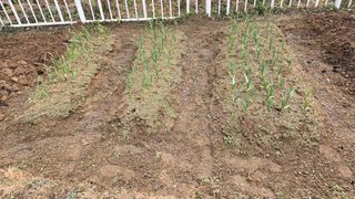 윤두현님의 기타작물 · 영농일지 작성글 사진