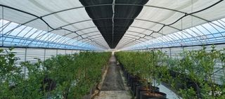 류근택님의 블루베리 · 영농일지 작성글 사진