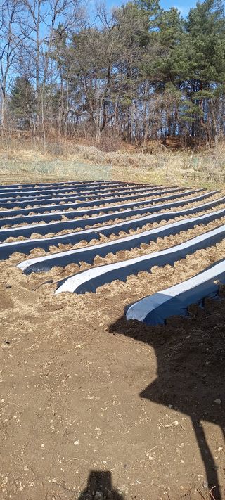 고병길님의 감자 · 영농일지 작성글 사진