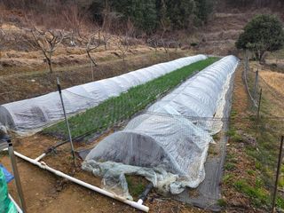 장흥식님의 파 · 영농일지 작성글 사진