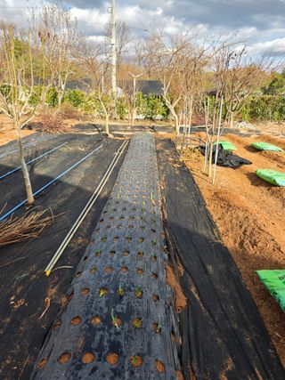 홍승대님의 마늘 · 영농일지 작성글 사진