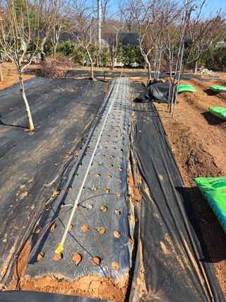 홍승대님의 마늘 · 영농일지 작성글 사진