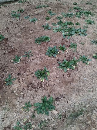 최한기님의 감자 · 영농일지 작성글 사진