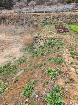 이영철님의 기타작물 · 영농일지 작성글 사진