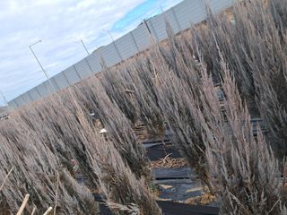 전희분님의 마늘 · 영농일지 작성글 사진
