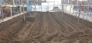 김성태님의 감자 · 영농일지 작성글 사진