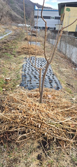 돌복숭아님의 기타작물 · 영농일지 작성글 사진