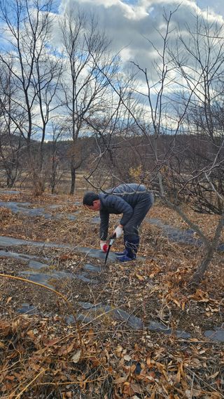 정규환님의 감 · 영농일지 작성글 사진