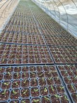 고추나방탄저에적합한님의 작성글 사진