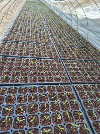 고추나방탄저에적합한님의 고추 · 영농일지 작성글 사진