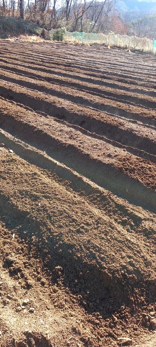 고병길님의 감자 · 영농일지 작성글 사진
